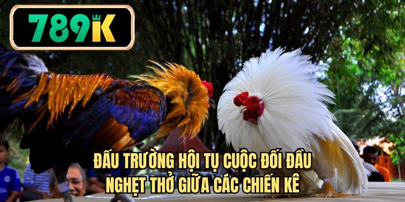 Đấu trường hội tự cuộc đối đầu nghẹt thở giữa các chiến kê